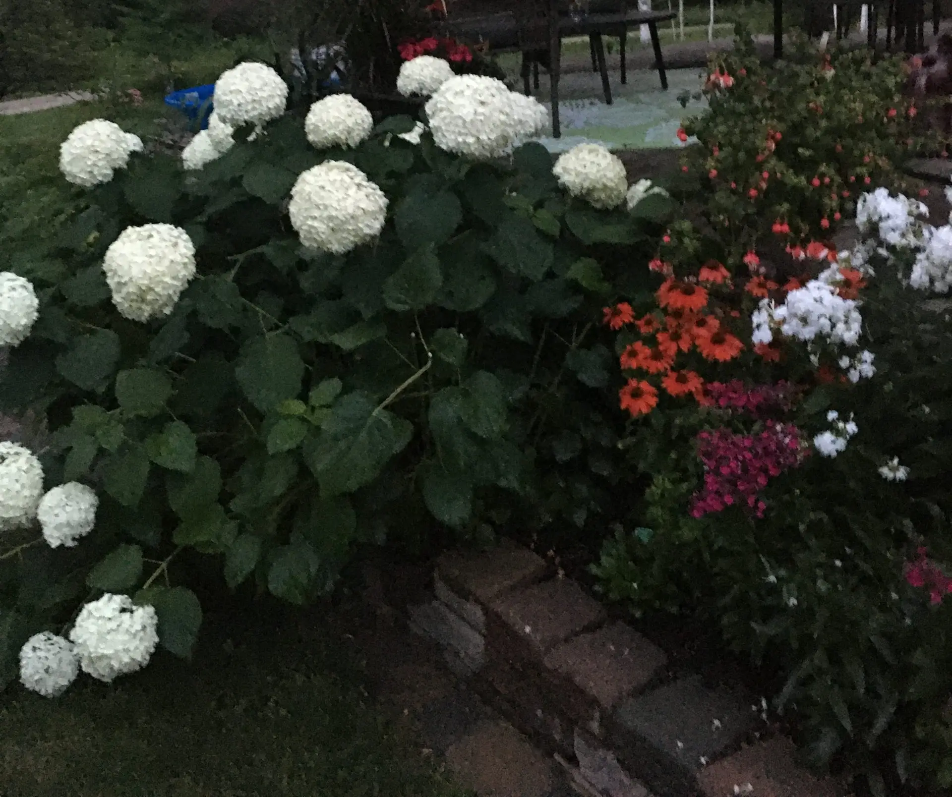 Blooming hydrangeas in a lush garden